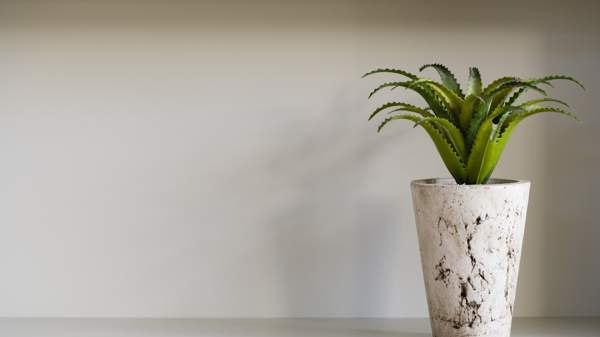 lô hội nở ở nhà dấu hiệu 