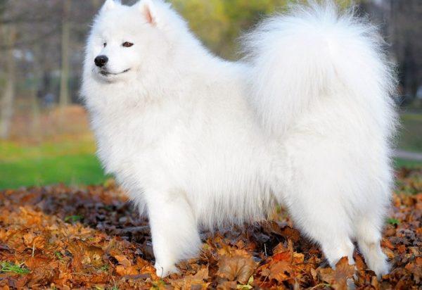 Giải mã giấc mơ con chó trắng 