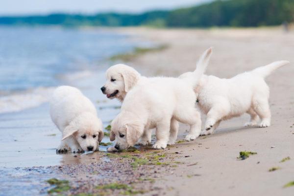 Chó con màu trắng 