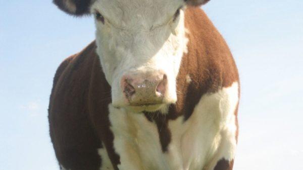 Giấc mơ thấy con bò húc là điềm gì 