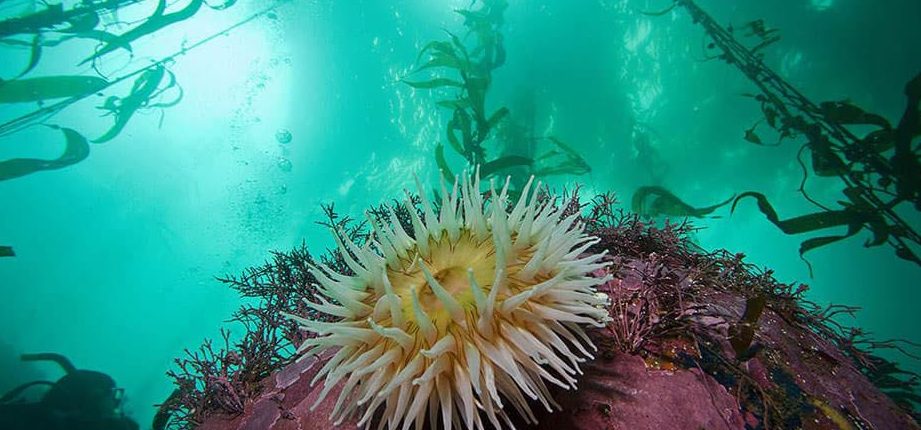 Sinh vật biển luôn bảo vệ chúng ta khỏi hàng triệu loại vi rút. 