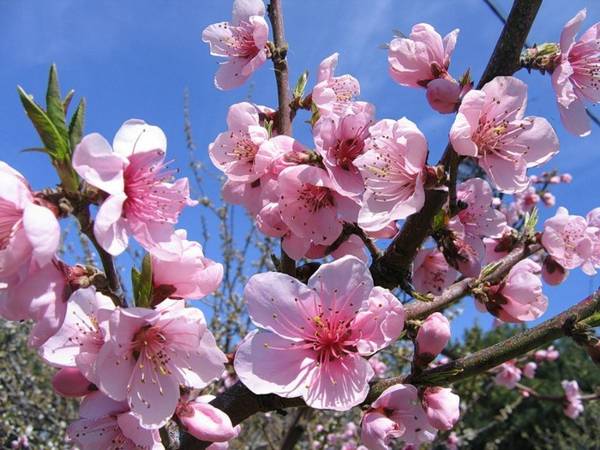 dấu hiệu dân gian ngày 4 tháng 5 