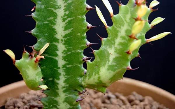 thúc đẩy những điềm báo hình tam giác và sự mê tín 