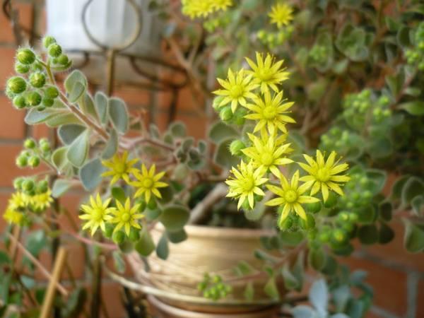 aichrizon cây dấu hiệu tình yêu 