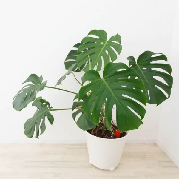 hoa Monstera 