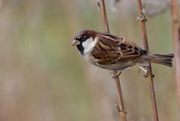 con chim va vào cửa sổ và điềm báo đã vỡ 
